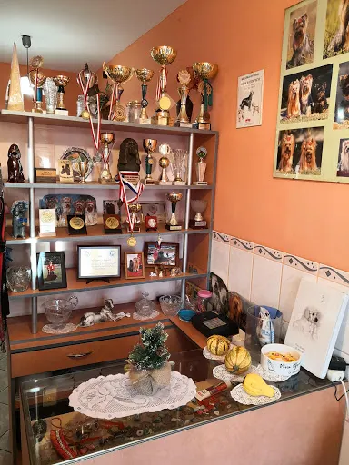 Salon fryzjerski dla psów Biały Pudel